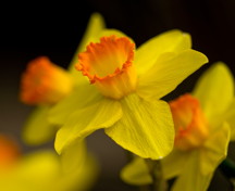 Jonquil: March birth flower