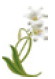 Easter lily graphic