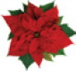 poinsettia graphic