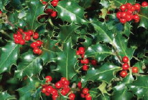 Holly: December birth flower