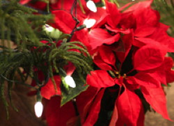 December birth flower: poinsettia