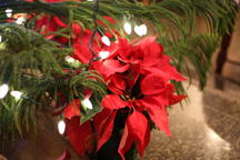 December birth flower: narcissus